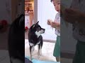 チーズに必死な豆柴【柴犬】#shorts