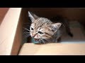 そしてチャットちゃんとキジトラ子猫は新しい家で幸せになる 赤ちゃんを身ごもった野良猫親子の保護記録⑥