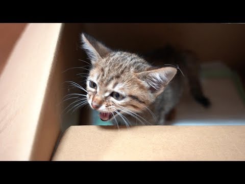 そしてチャットちゃんとキジトラ子猫は新しい家で幸せになる　赤ちゃんを身ごもった野良猫親子の保護記録⑥