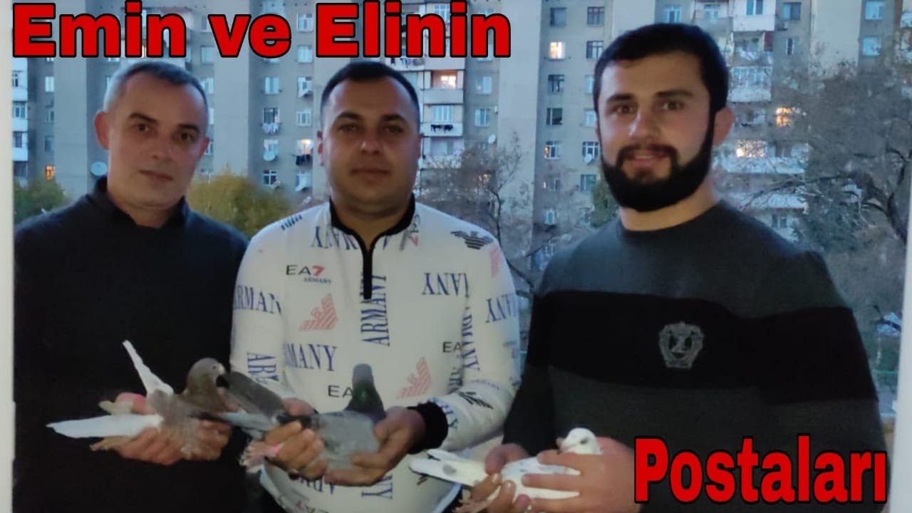 Emin ve Elinin Poct Yarış Goyercinleri. Posta Goyercinleri