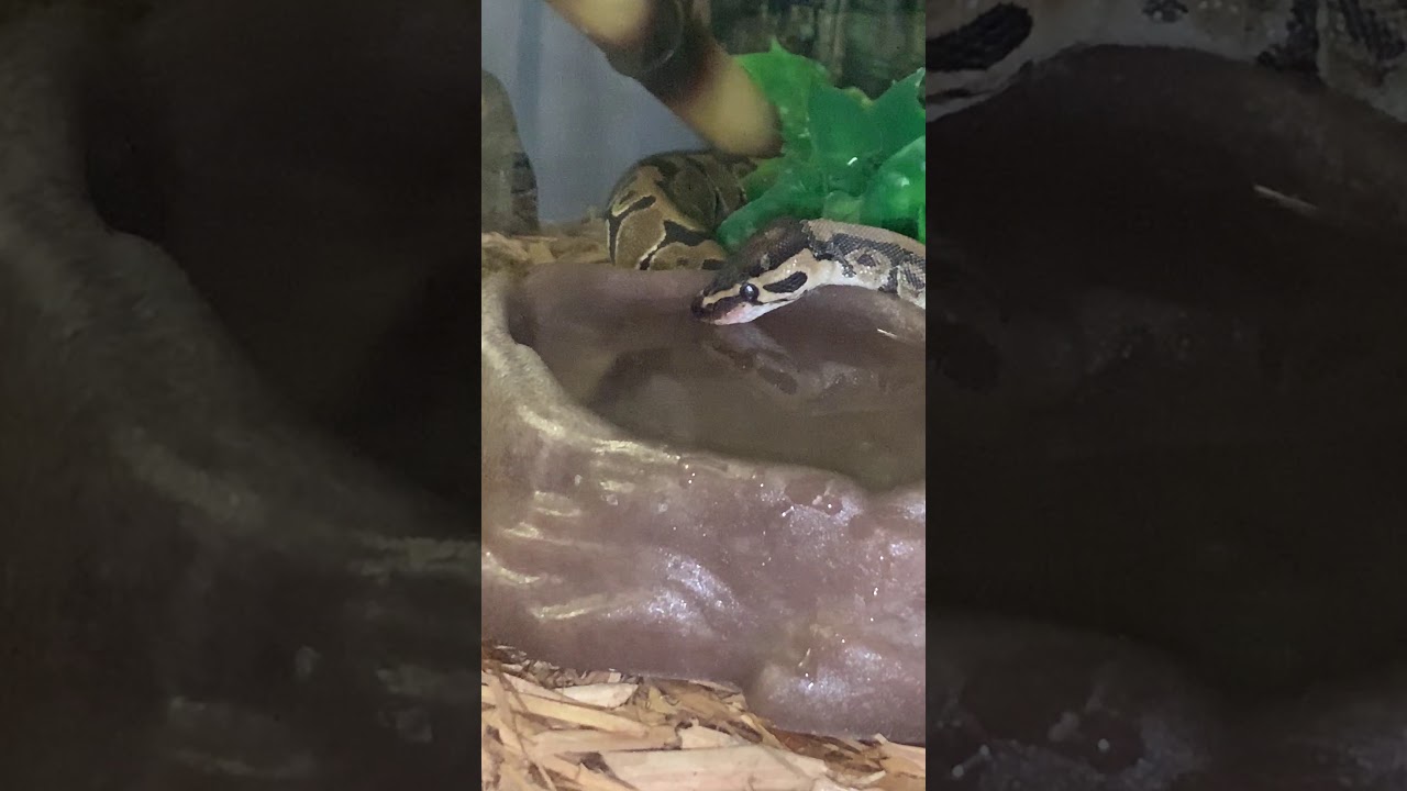Ball Python Drinks Water YouTube