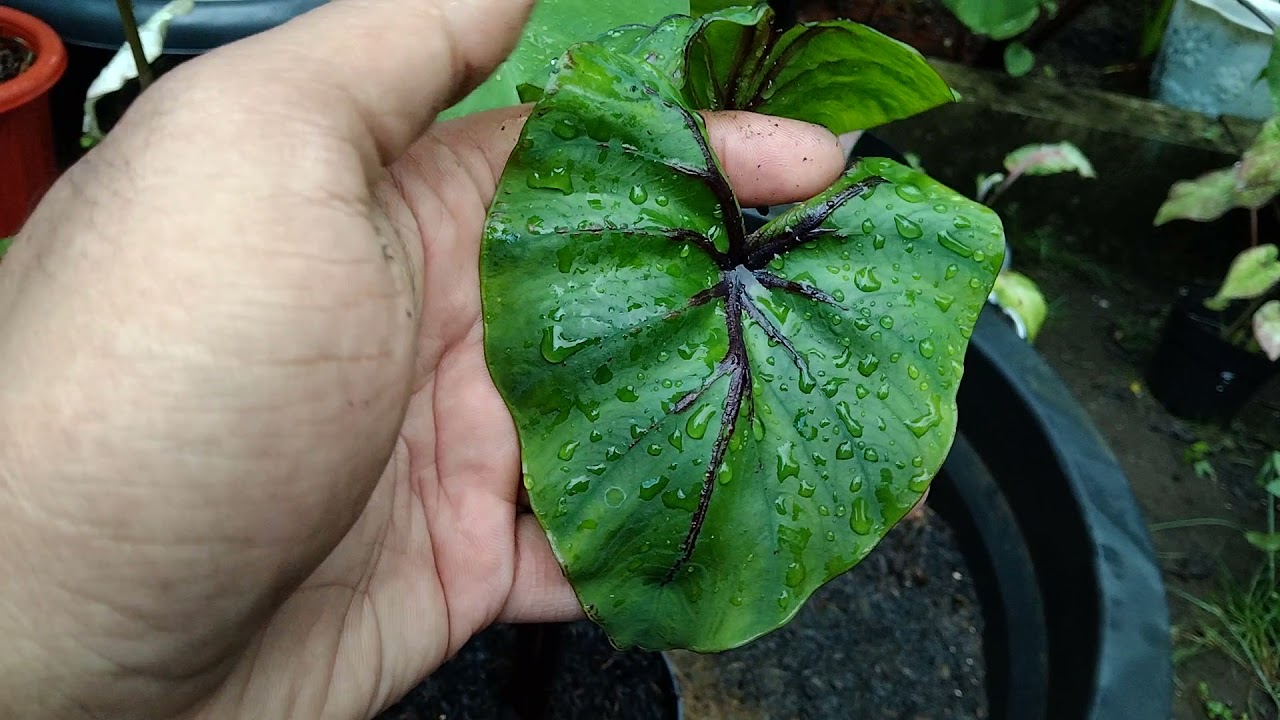 Pharaoh's mask plant