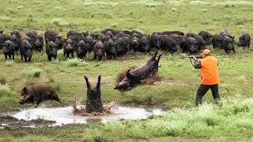 Wild Boar Goes On a Mad Charge in the Field - Hunters
