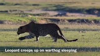 Warthog takes a nap and wakes up as leopards dinner
