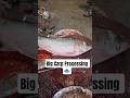 Masterful Large Carp Fish Cutting Skills | Complete Filleting Guide 🔪🐟
