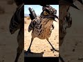 Fast Desert Predator in Action | Wildlife Shorts