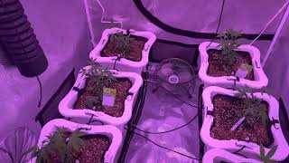 Kind Led X2 Week 1 Veg In a 4x4 Gorilla Grow Tent