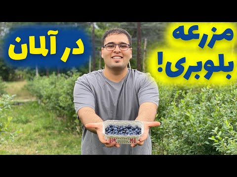 تصویری: کوددهی بلوبری: کوددهی بلوبری باغ در پاییز و بهار ، کودهای لهستانی و دیگر کودها