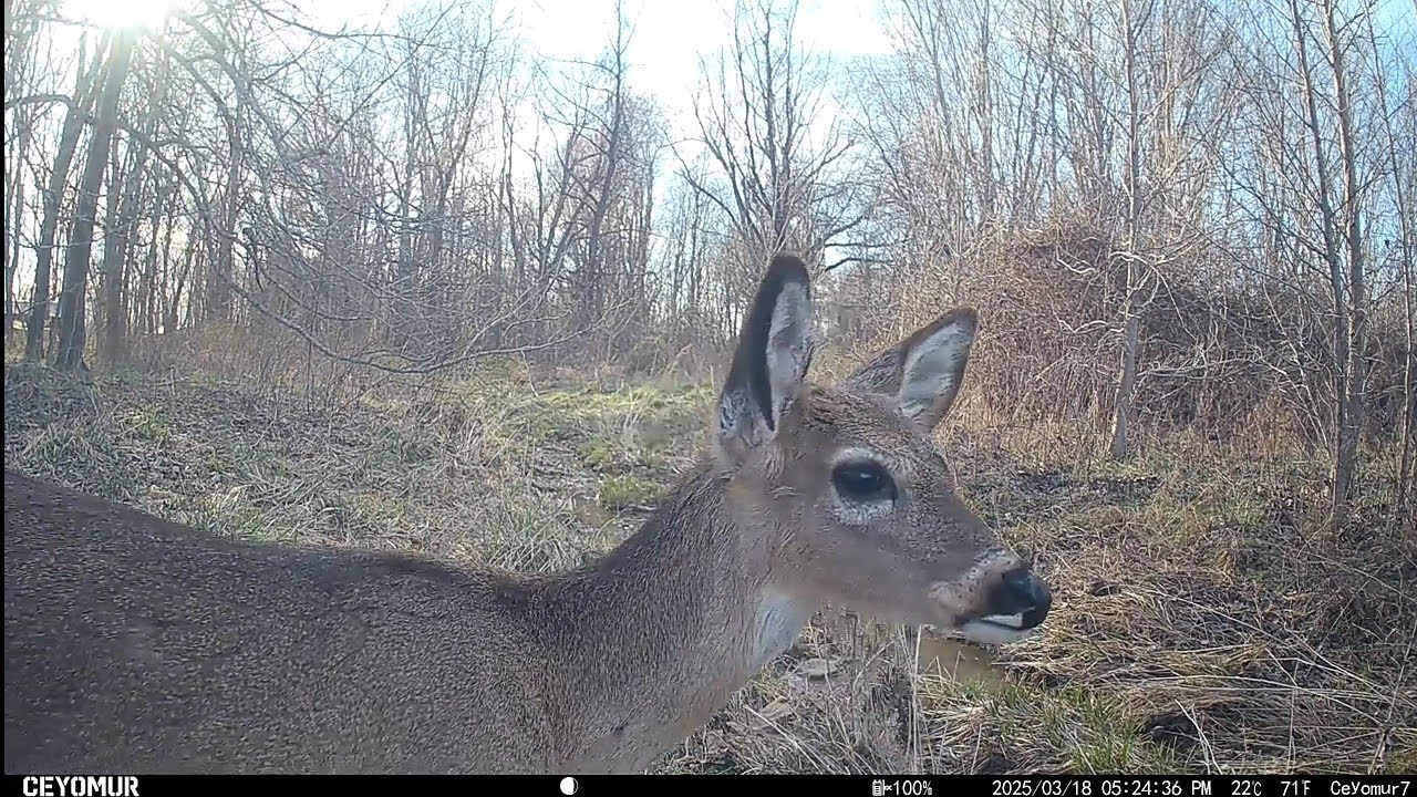 Trailcam: Drainage ditch and mineral lick footage.Lots of different animals. 