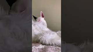 Bull Terrier Mas Hermosa Del Mundo