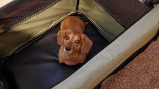 Noz2Noz Sof-Krate 2 - In-depth Review and how-to-use - Kong Kennel Comparison