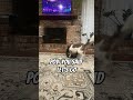 POV Your dog heard 'let's go' #dog #doglife #dogshorts #shorts #funnydog #doglover