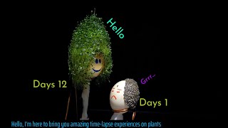 Growing Chia Seeds On Eggshells  - Chia Plant Time Lapse | 40 Days Time Lapse.