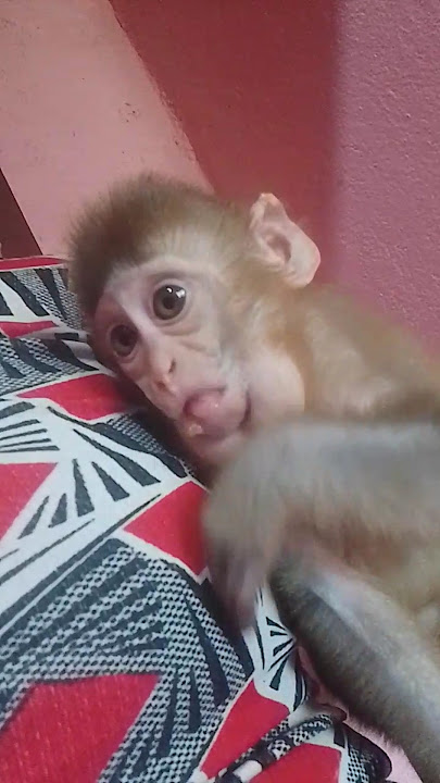 Cute baby monkey 🐵 8459537 #babymonkey