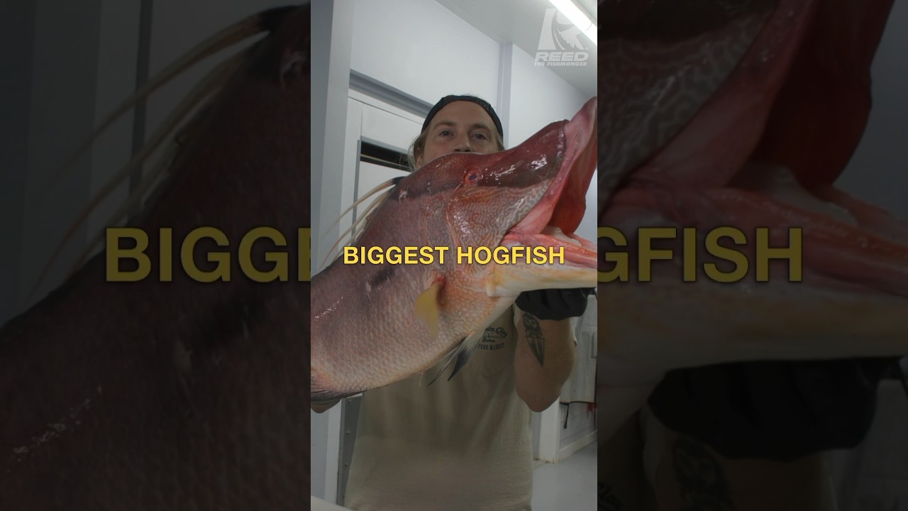 BIGGEST HOGFISH I’ve ever seen!