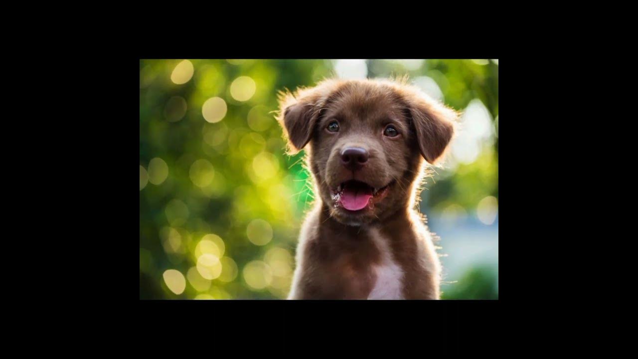 4-animals-are-haram-to-keep-as-pet-islamic-shorts-youtube