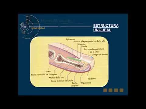 Vídeo: Onicomicosis: Tipos, Causas Y Prevención De La Onicomicosis