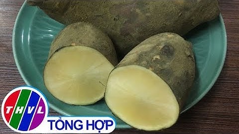 Thực hư về giá trị thật của củ sâm đất