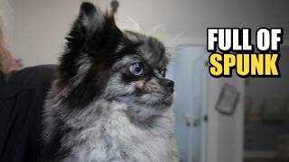 This Pomeranian Thinks She's the Boss 😂