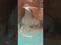 little kabutar baj mourya pigeon