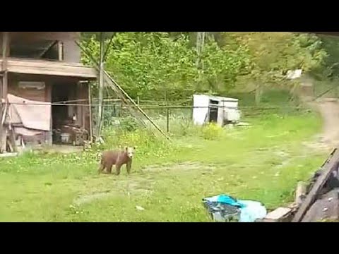 Bolu'da bahçesine giren ayıları bağırarak uzaklaştırdı! İlginç anlar kamerada