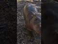 Malá hrošica Bawu robí radosť v bratislavskej zoo