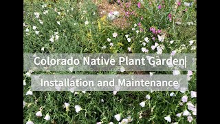 Colorado Native Plant Garden - Maintenance and Installation