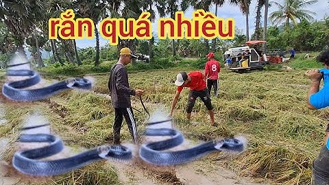 Cắt lúa.bắt rắn. miền núi.Ngày mưa bão.Bà con đồng bào Khmer.