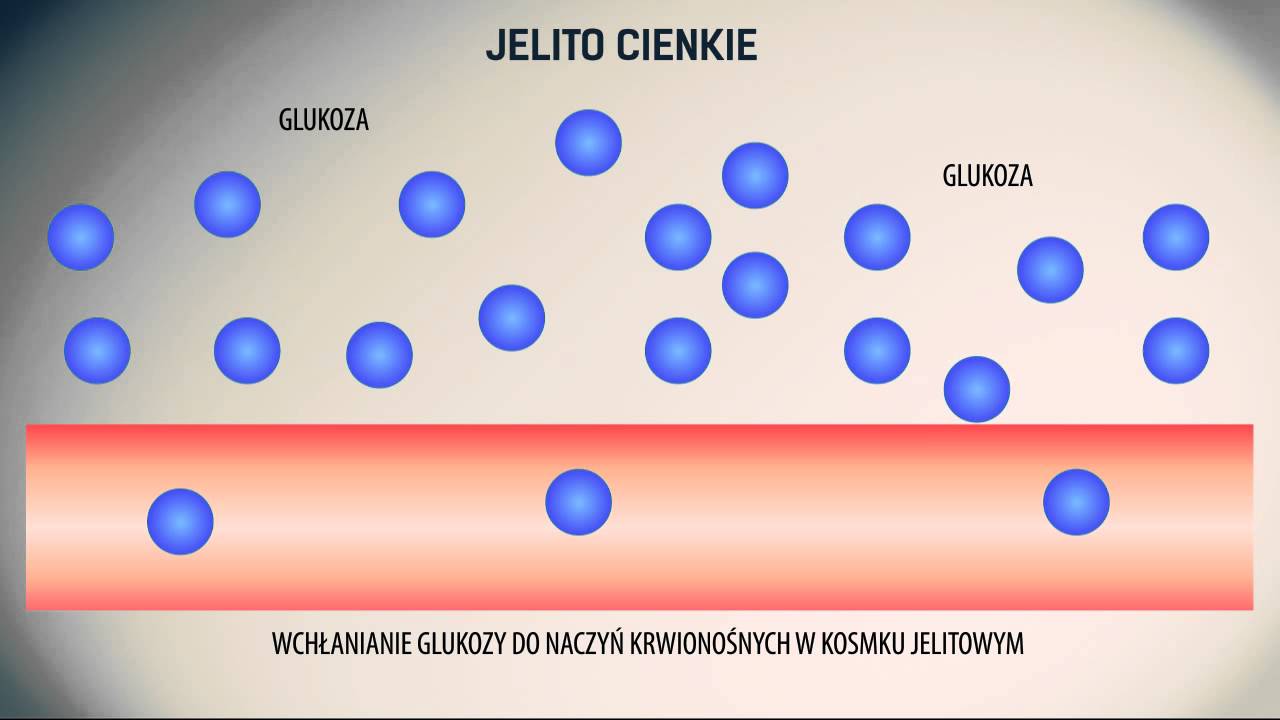 Sprawdzian Z Przyrody Klasa 5 Organizm Człowieka InfoPlus - Biologia 5 - Organizm człowieka - Etapy trawienia zwiazkow