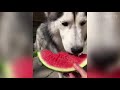 Compilação De Vídeos Engraçados De Husky E Malamute Do Alasca   Cachorros Mais Engraçados