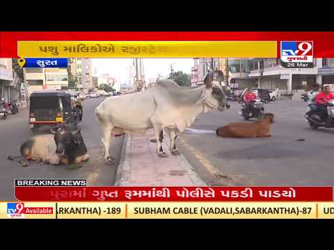 SMC's master plan to manage cattle nuisance on Surat roads |Gujarat |TV9GujaratiNews