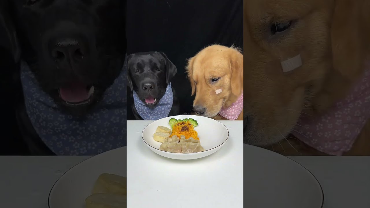 We Came Saw Ate Everything Golden And Labrador Cute Pet Debut Plan