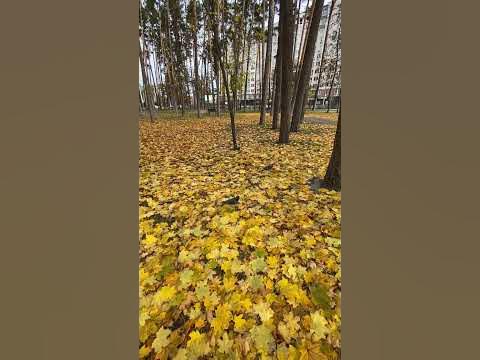 ЛИСТЬЯ ЖЕЛТЫЕ 🍂 🍁 - YouTube