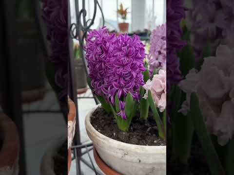 Video: Pleje av ametysthyasinter – plante ametysthyasinterløk i hagen