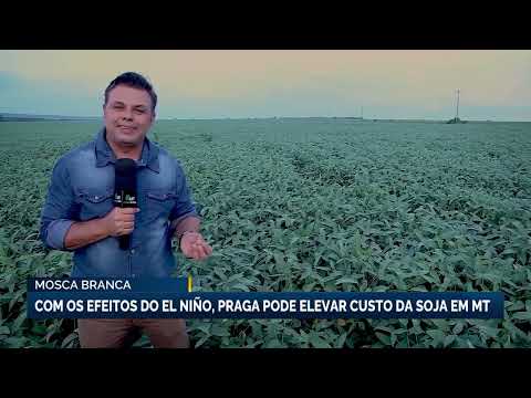 Mosca branca: com os efeitos do El Niño, praga pode elevar custo da soja em Mato Grosso