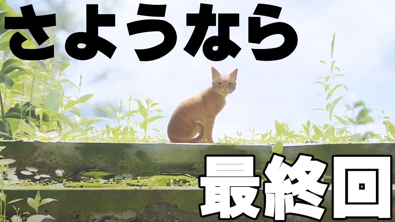 【Stray】#5　今までありがとう、、最終回