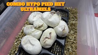 Famous Split Clutch Egg Cutting To Make Some Combo Hypo Pied Het Ultramel Net Worth