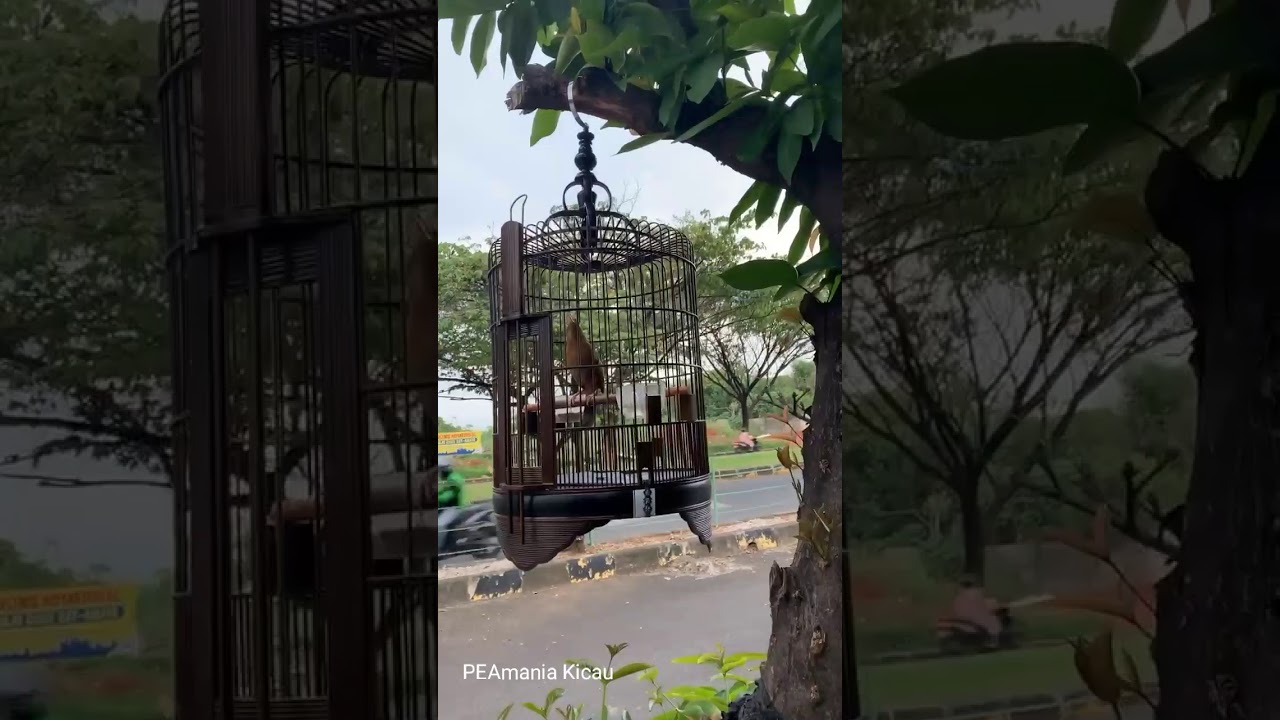terapi mental burung wambi mini di pinggir jalan 
