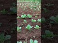 Start of Head Formation in Cabbages #cabbage #pretoria #farming #gardening