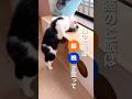 猫のご飯、「朝晩の1日2回」にしていませんか？ #Shorts