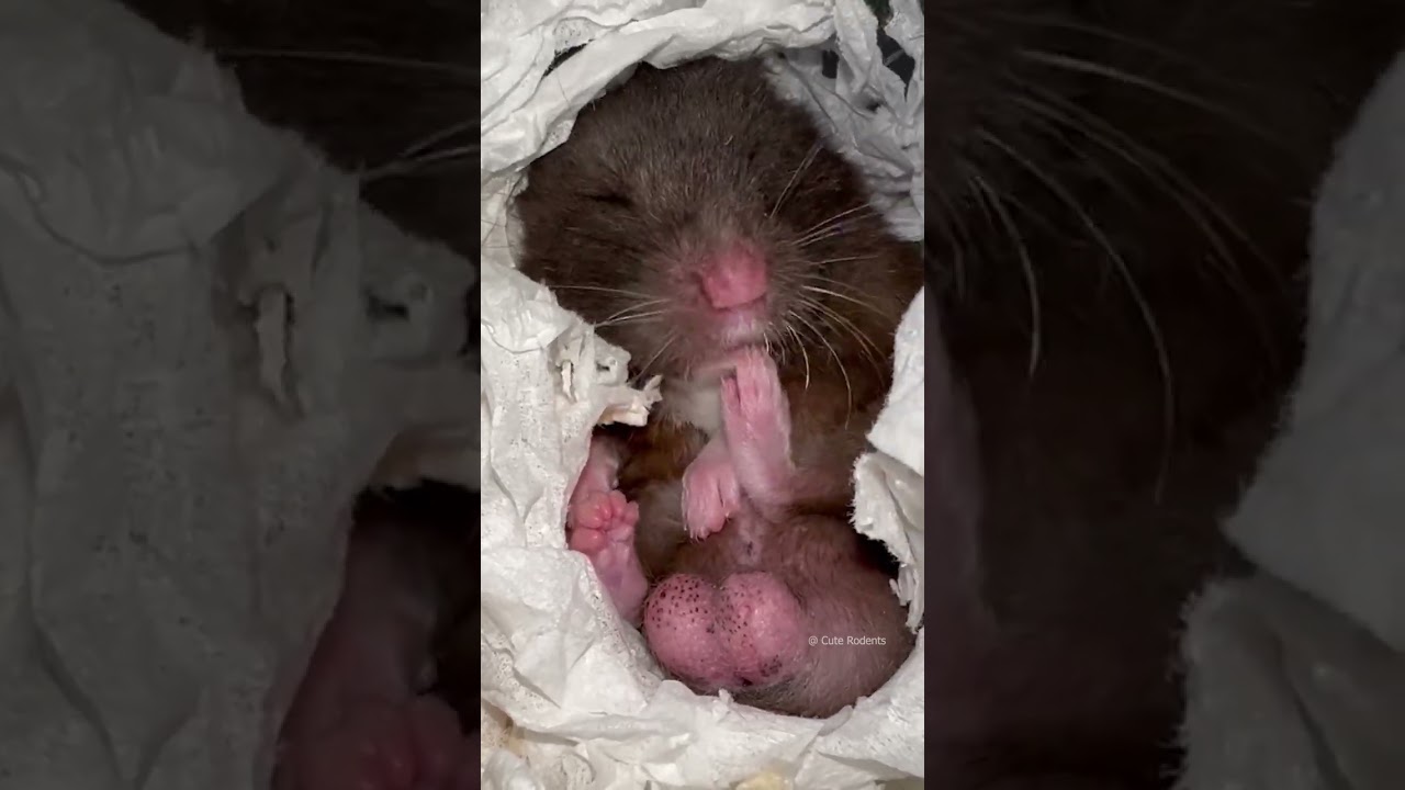 Cute funny hamster grooming itself 🐹