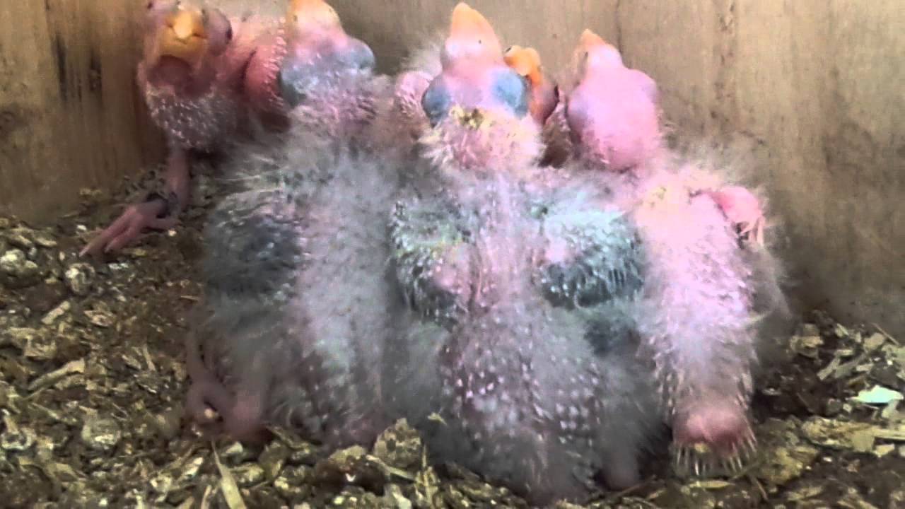 Bebes Palliceps By Forpus Mutations Forpus Mutations