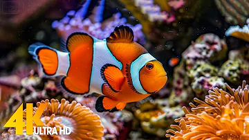 Aquarium 4K VIDEO (ULTRA HD) 🐠 Beautiful Coral Reef Fish - Relaxing Sleep Meditation Music #51