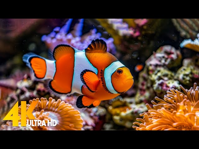 Aquarium 4K VIDEO (ULTRA HD) 🐠 Beautiful Coral Reef Fish - Relaxing Sleep Meditation Music #51 class=