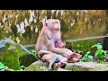Newborn Monkey, Leo, Receives Ample Breastfeeding After Receiving Some Lessons From Her Mother