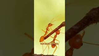 Megalopolis Rahasia Semut: Kota Tersembunyi di Bawah Kaki Kita! 🐜🏙️