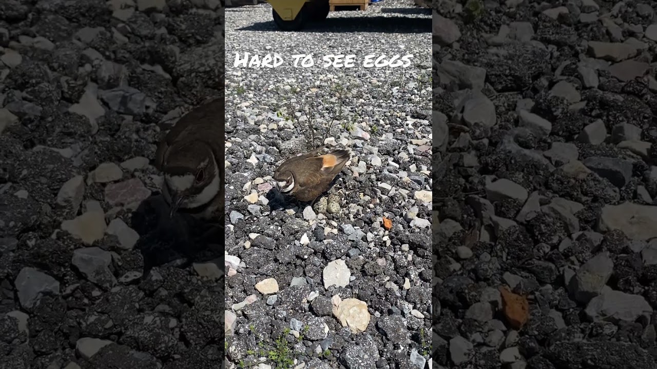 Mommy bird and eggs on walking path. 