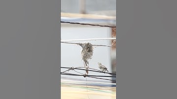 purple sunbird nesting #birds #birdphotography #purple  #sunbird #nesting