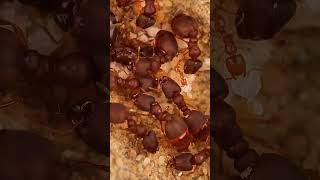 El sueño de las hormigas #shorts #viral