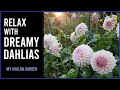 Relax with dreamy dahlias  my avalon garden